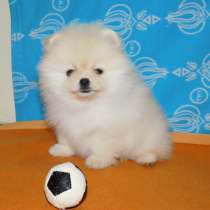 Померанский шпиц. Тип мишка, в г.Берлин