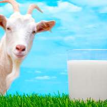 Молоко козы, в Санкт-Петербурге