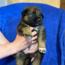 Крошечный щенок-бутузик, в Санкт-Петербурге