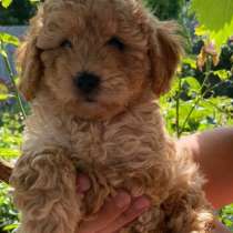 Пудель, в г.Гамбург