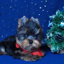 Щенки Йоркширского терьера. Выставочный мальчик, в Москве