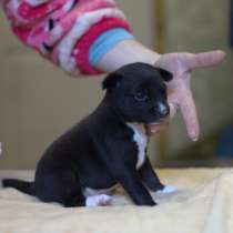 Басенджи щенки. Basenji puppies. Catelus basenji, в г.Галац