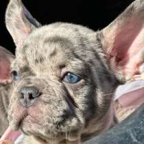 Французский бульдог. Blue merle with blue eyes, в г.Breitenberg