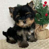 Yorkshire Terrier. Boy's, в г.Меккенхайм
