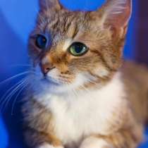 Скромная кошечка Кася ищет дом, в Москве