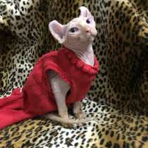 Котята эльфы, в г.Париж