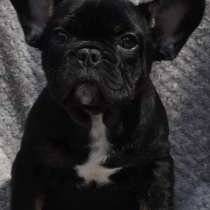 French bulldog. Black tan boy, в г.Бремен
