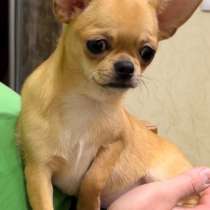 Chihuahua. Girl, в г.Берлин