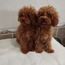 Пудель. Red, в г.Берлин