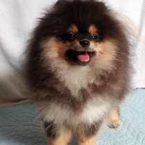 Щенки разных пород, в г.Ольтен