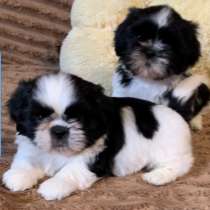 Ши - тцу, в г.Marienfeld