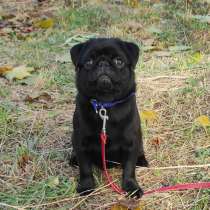 Мопс, в г.Blankenberg