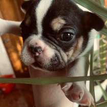 Французский бульдог, в г.Киев