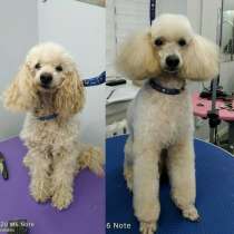 Услуги грумера. Стрижка собак и котов (г. Николаев), в г.Николаев