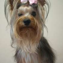 Девочка Йорк 1 год, в г.Киев