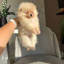 Шпиц Крем брюле, в г.Милан