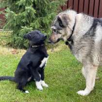 Не по возрасту умный щенок, в Санкт-Петербурге