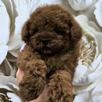 Toy poodle boy, в г.Дубай