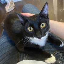 Желтоглазый красавчик Джек в поисках своей семьи!, в Москве