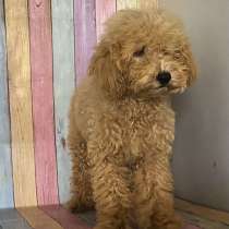 Пудель. Apricot, в г.Aislingen