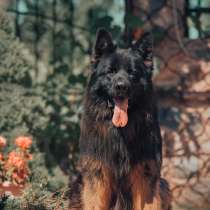 Кобель вязка, в Пскове