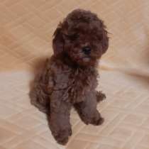 Poodle. Red brown. Girl, в г.Kleinblittersdorf