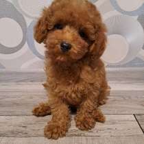 Пудель, в г.Берлин