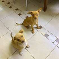 Красивые щенята от маленькой собачки, в Санкт-Петербурге