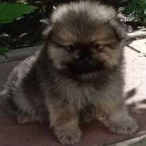Померанский шпиц, в г.Берлин