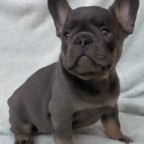 Французский бульдог. Blue tan and lilac, в г.Bendestorf