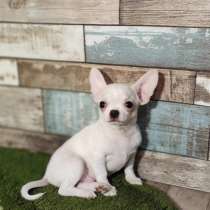 Chihuahua. Boy, в г.Альтенберг