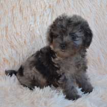 Мальтипу. Blue merle, в г.Марманд