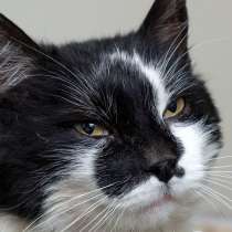 Котик Серафим, в Москве