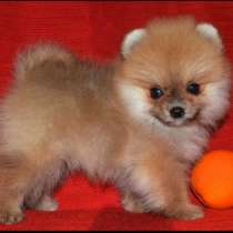 Померанский шпиц. Мини, в г.Айленбург