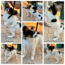 Щенок папильона девочка 6 месяцев, в г.Галац