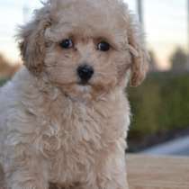 Мальтипу, в г.Прага