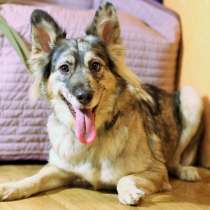 Прекрасная редкая собака ищет новый дом, в Санкт-Петербурге