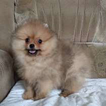 Померанский шпиц, в г.Берлин