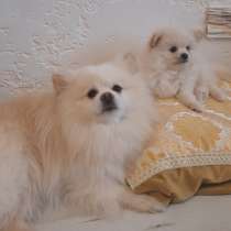 Шпиц девочка, в г.Витебск