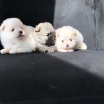 Щенки шпица, в г.Берлин