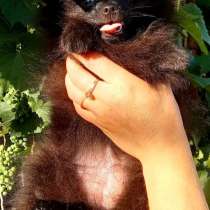 Померанский шпиц, в г.Белек