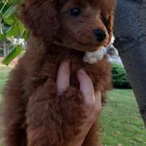 Пудель. Red brown, в г.Linsburg