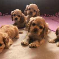 Американский кокер спаниель, в г.Берлин