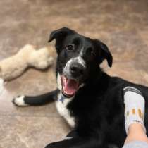 Щенячий специалист по играм ищет дом, в Санкт-Петербурге