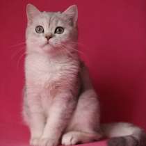 Котята Шотландской кошки из питомника, в Воронеже