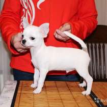 Супер красивые чихуахуа мальчики, в Москве