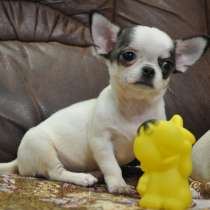 Чихуахуа. Мини. Кобби, в г.Мюнхен