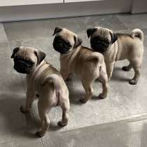 Щенки мопс, в Москве