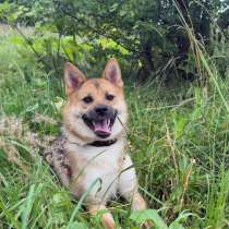 Нежная, дружелюбная Айна в добрые руки!, в Москве