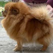 Померанский шпиц, в г.Рёденталь